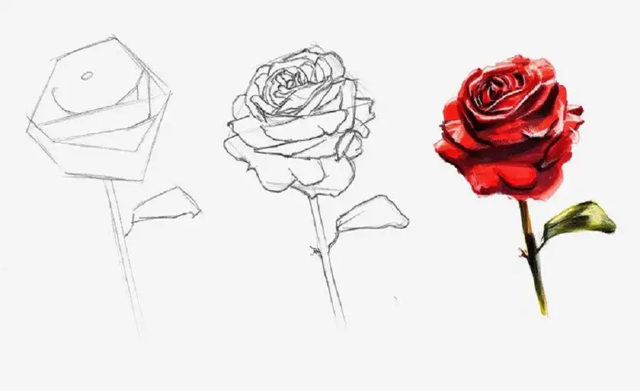 Drawing:kkboxly= Rose