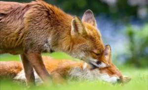 cute:vckxjxf4zh0= fox