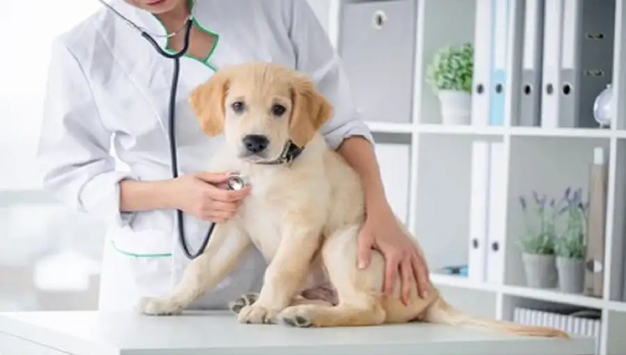 puppy:2rs-doctor= dog