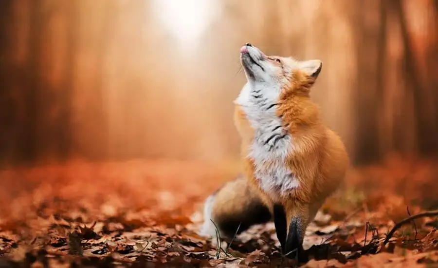 cute:vckxjxf4zh0= fox